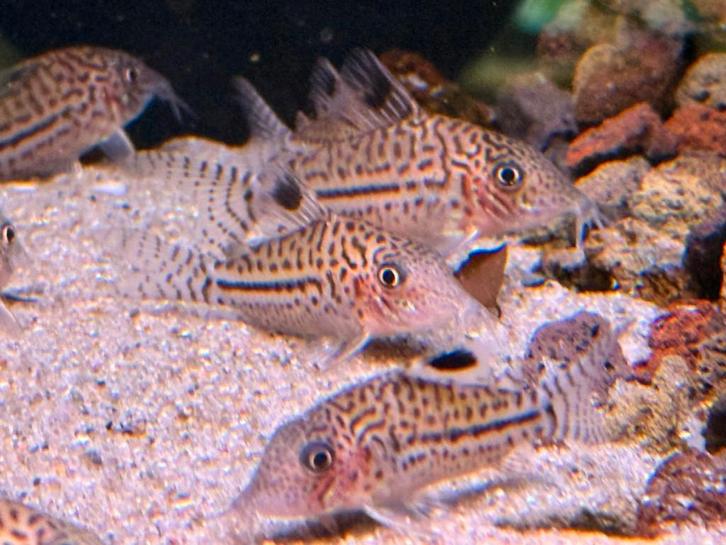 Update stocklist aquarium afdeling, Dieren en Toebehoren, Vissen | Aquariumvissen, Zoetwatervis, Vis, Schoolvis