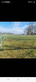 Paarden, Weidegang