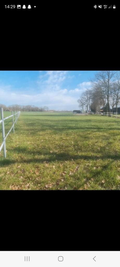 Paarden, Dieren en Toebehoren, Stalling en Weidegang, Weidegang