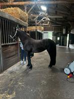 Prachtige  friese merrie van Tiede, Dieren en Toebehoren, Paarden, Merrie, 3 tot 6 jaar