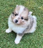 De állerleukste & liefste pupjes die je je maar wensen kan!, Dieren en Toebehoren, CDV (hondenziekte), 8 tot 15 weken, Meerdere