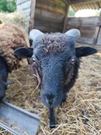 Ouessant ram, Dieren en Toebehoren, Mannelijk, Schaap, 0 tot 2 jaar