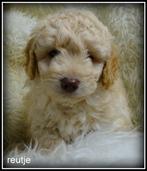 Labradoodle F4  pups +/- 45 cm, Nederland, 8 tot 15 weken, CDV (hondenziekte), Meerdere