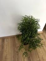 Asparagus falcatus plant, Huis en Inrichting, Kamerplanten, Overige soorten, Minder dan 100 cm, Halfschaduw, In pot