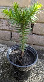 Apenbomen / Araucaria Araucana (Slangenden, Apenverdriet, .), Tuin en Terras, Planten | Bomen, Volle zon, Bloeit niet, Minder dan 100 cm