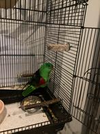 Tamme Roodvleugel parkiet man met kooi., Dieren en Toebehoren, Vogels | Parkieten en Papegaaien, Mannelijk, Parkiet, Tam