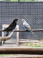 Koppel rosella, Dieren en Toebehoren, Vogels | Parkieten en Papegaaien, Meerdere dieren, Parkiet, Geringd