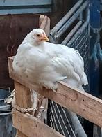 kippen, Meerdere dieren