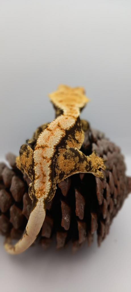 1.0 bewezen kweekman extreme harlequin + terrarium, Dieren en Toebehoren, Reptielen en Amfibieën, Hagedis