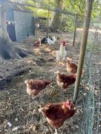 Biologische broedeieren – mix van sterke rassen, Dieren en Toebehoren