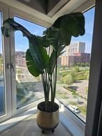 Mooie grote kamerplant - Strelitzia Reginae, Huis en Inrichting, Ophalen, Overige soorten, 150 tot 200 cm