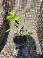Tuin planten Biologisch gekweekt te koop/ ophalen, Volle zon, Vaste plant, Zomer, Ophalen