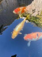 koi koi,s 60cm+, Karper of Koi