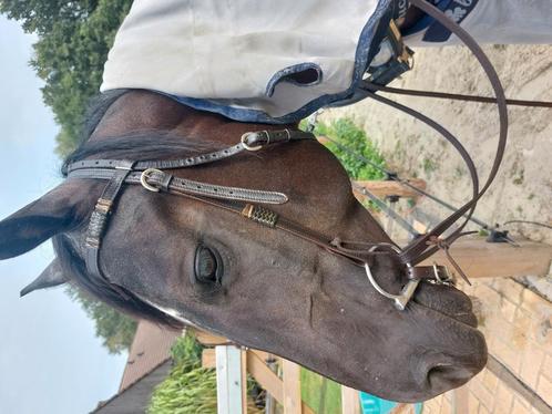 Western hoofdstel maat full compleet, Dieren en Toebehoren, Paarden en Pony's | Hoofdstellen en Tuigage, Zo goed als nieuw, Western