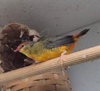 Goudbuikje man, Mannelijk, Geringd