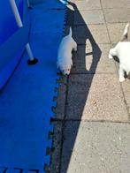 Maltezer kruising boomer shih tzu pups te koop, Overige rassen, 8 tot 15 weken, Meerdere, Meerdere dieren