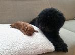Toypoedel, 8 tot 15 weken, Eén hond, Nederland, Fokker | Hobbymatig