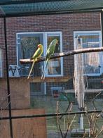 Mooi koppel halsbandparkiet, Dieren en Toebehoren, Meerdere dieren, Parkiet