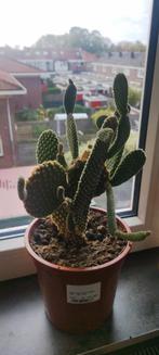Bunny ear cactus, Huis en Inrichting, Kamerplanten, Ophalen, Cactus, Volle zon, Minder dan 100 cm