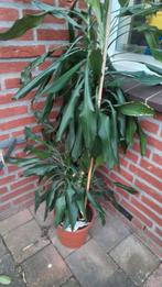 Grote draceana kamerplant, 1.20 hoog, Ophalen, Overige soorten