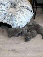 Britse korthaar kittens (mag direct weg!), Dieren en Toebehoren, Katten en Kittens | Raskatten | Korthaar, Kater, Ontwormd