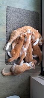 Vijf lieve kittens Europese korthaar, Dieren en Toebehoren, Katten en Kittens | Overige Katten, Meerdere dieren, Kortharig, 0 tot 2 jaar