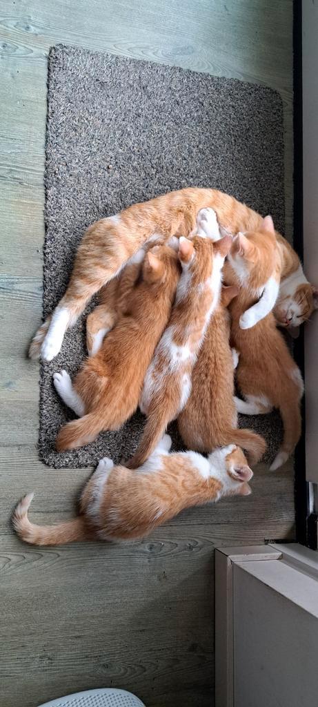 Vijf lieve kittens Europese korthaar, Dieren en Toebehoren, Katten en Kittens | Overige Katten, Kortharig, Meerdere dieren, 0 tot 2 jaar