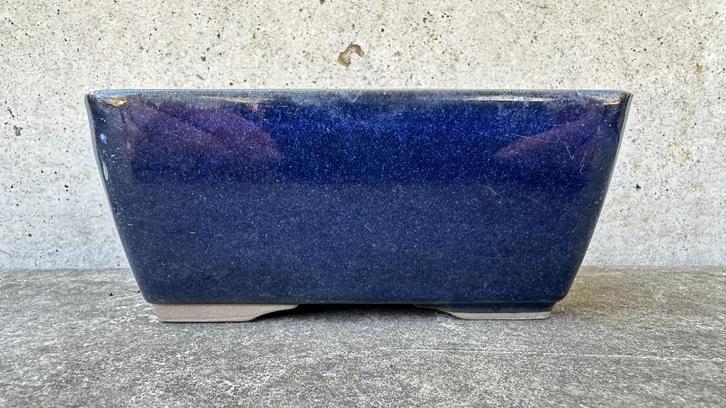 Japan bonsai schaal pot 12x9x5,5cm (5*), Tuin en Terras, Planten | Bomen, Overige soorten, Minder dan 100 cm, Volle zon, Bloeit niet