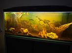 Te koop, Dieren en Toebehoren, Ophalen, Zo goed als nieuw, Gevuld zoetwateraquarium
