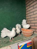 Sierduiven, Dieren en Toebehoren, Vogels | Duiven, Meerdere dieren, Overige soorten