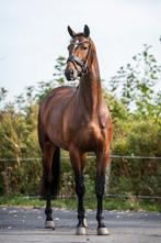 Mooie kans te koop!, Dieren en Toebehoren, Paarden, Merrie, Gechipt, Dressuurpaard, Zadelmak