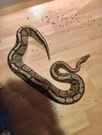 Python Regius, Ballpython, Koningspython, Slang, Tam, 3 tot 6 jaar
