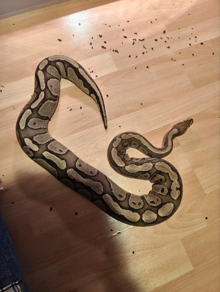 Python Regius, Ballpython, Koningspython