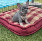 Prachtige lilac tan Franse Bulldog pups, Dieren en Toebehoren, 8 tot 15 weken, Teef, Bulldog, Eén hond