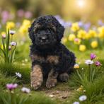 Dwergpoedel puppy's black and tan, Poedel, Rabiës (hondsdolheid), 8 tot 15 weken, Meerdere
