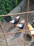 Hanen, Dieren en Toebehoren, Mannelijk, Kip
