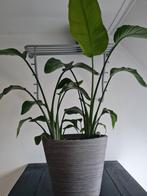 Mooie gezonde kamerplant, Huis en Inrichting, Kamerplanten, Ophalen, Minder dan 100 cm
