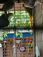 Pennant rosella  wildkleur, Dieren en Toebehoren, Geslacht onbekend, Parkiet, Geringd