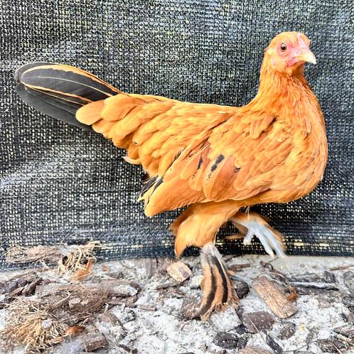 roodbruine sabelpootkriel kippen hennen, Dieren en Toebehoren, Pluimvee, Kip, Vrouwelijk