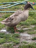 Loopeend vrouwtjes, Dieren en Toebehoren, Pluimvee, Vrouwelijk, Eend