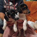 Mooie jack russel pups laagbenig ,geb 26 aug 2025 ., Jack Russell Terriër, CDV (hondenziekte), 8 tot 15 weken, Meerdere