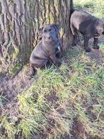 Mooie lieve x kooiker/labrador mogen met hun nieuwe baasje m, Dieren en Toebehoren, Overige rassen, CDV (hondenziekte), 8 tot 15 weken