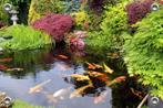 Tuinposter-Schuttingposter Japanse Tuin Koi Karpers 150x100, Tuin en Terras, Tuinwanddecoratie, Verzenden, Nieuw, Good Smiling