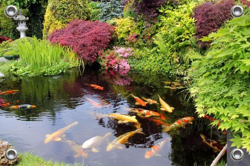 Tuinposter-Schuttingposter Japanse Tuin Koi Karpers 150x100, Tuin en Terras, Tuinwanddecoratie, Nieuw, Verzenden
