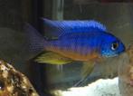 Protomelas Spinolotus Malawi Cichliden, Vis, Zoetwatervis