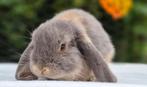 NHD Voedster REGIO BALEN, Dieren en Toebehoren, Konijnen, Vrouwelijk, Dwerg, Hangoor, 0 tot 2 jaar