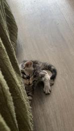 Lieve kittens – snel een warm thuis gezocht!, Meerdere dieren, Ontwormd