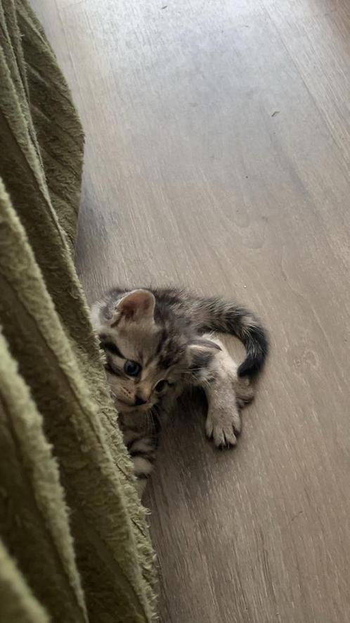 Lieve kittens – snel een warm thuis gezocht!, Dieren en Toebehoren, Katten en Kittens | Raskatten | Korthaar, Meerdere dieren