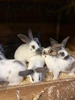 7 jonge lotharinger konijnen te koop, Dieren en Toebehoren, Konijnen, Meerdere dieren, Groot, 0 tot 2 jaar