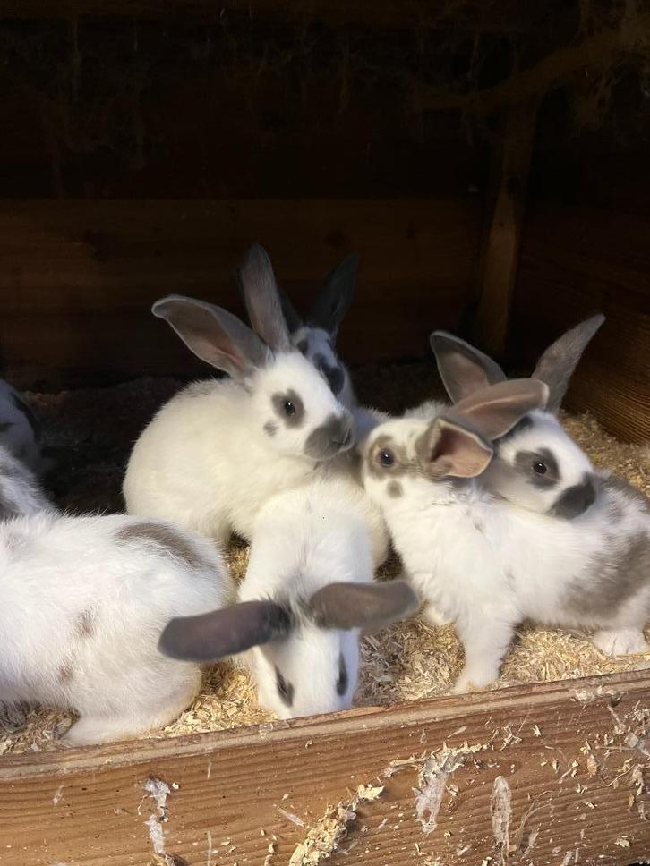 7 jonge lotharinger konijnen te koop, Dieren en Toebehoren, Konijnen, Groot, Meerdere dieren, 0 tot 2 jaar